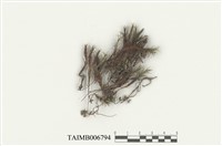 藏品(疣小金髮苔)的圖片